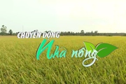 Chuyển động Nhà nông 11/9: Tiền Giang bỏ vụ lúa thu đông ở vùng ngọt hóa Gò Công
