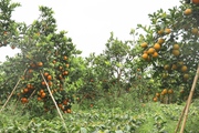 Đột phá trong phát triển cây ăn quả, nông dân vươn lên làm giàu