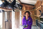 Nông dân Quảng Bình nuôi chim bồ câu thu nhập trăm triệu/năm từ vốn vay tín dụng chính sách