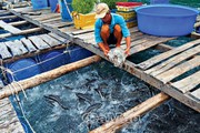 Ở một hòn đảo cách bờ Cà Mau hơn 33km, dân nuôi thứ cá to bự tranh nhau đớp mồi, hễ bán là trúng