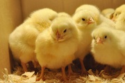 Vận chuyển, buôn bán trái phép gia cầm từ Trung Quốc vào Việt Nam diễn biến phức tạp, Bộ NNPTNT chỉ đạo "nóng"