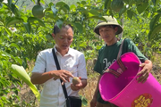 Đòn bẩy giúp nông dân Phong Thổ - Lai Châu giảm nghèo bền vững