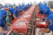 Cá tra xuất khẩu sang Hoa Kỳ tăng 41% sau 10 năm