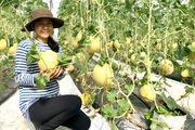 Nông dân Bà Rịa - Vũng Tàu ứng dụng công nghệ cao, phát triển nông nghiệp gắn với nhu cầu thị trường