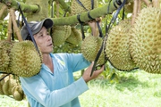 Nông dân miền núi Khánh Hòa thu trung bình 1 tỷ đồng/ha sầu riêng, nhà nào cũng giàu lên trông thấy, trả được nợ