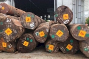 Công bố danh mục các loại gỗ đã nhập khẩu vào Việt Nam