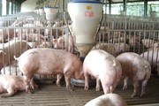 Giá lợn hơi tiếp tục hạ nhiệt, gần bằng giá lợn Trung Quốc