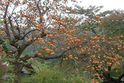 Loại cây trồng làm bóng mát hàng trăm năm trước, giờ hái quả bán thu về hàng trăm triệu mỗi năm