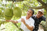 Trồng sầu riêng ở một tỉnh ĐBSCL tăng diện tích quá nhanh, ngành chức năng khuyến cáo điều gì?