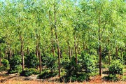 Thứ gỗ 'Vương mộc' giá hàng chục triệu đồng, ở Việt Nam trồng la liệt mới lạ