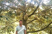 Đây là vườn sầu riêng tiền tỷ của một tỷ phú nông dân Khánh Hòa mà nhiều người đang đến xem