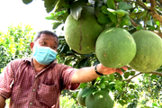 Hội Nông dân Tiền Giang đồng hành cùng nông dân "chinh phục" mức thu nhập tiền tỷ