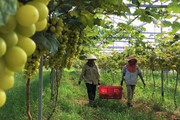 Trang trại nông nghiệp công nghệ cao ở Nghệ An trồng la liệt rau, củ, quả sạch, tha hồ chụp ảnh