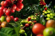 Nông dân và doanh nghiệp cà phê Việt Nam 'cháy hàng' dù giá tăng 