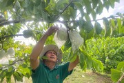 Trồng na Thái ra trái to bự, nhiều người đến vườn của anh nông dân Đắk Lắk xem