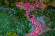 Đàn vịt hồng bơi thành hình chữ S ở An Giang gây sốt mạng xã hội