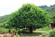 Chè cổ thụ-một loại cây cổ thụ mọc ở độ cao 1.400m tại Yên Bái, cây cao niên nhất là mấy trăm năm tuổi?