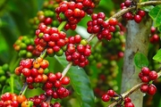 Giá cà phê ngày 24/9: Giảm mạnh cả một tuần