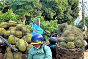Tất tay với sầu riêng rồi 'bỏ của chạy lấy người'