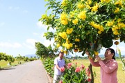 Biến bờ ruộng thành đường hoa nông thôn mới đẹp như phim ở một xã của Bà Rịa-Vũng Tàu, ngắm thôi đã "say" lắm rồi