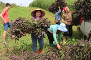 Sa Pa đẩy mạnh phát triển cây dược liệu