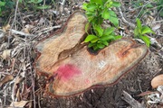Khai thác trái phép, tàn phá rừng phòng hộ đầu nguồn tại huyện Phù Mỹ (Bình Định) 