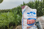 Trồng ngô không lấy bắp, bán hết từ lá đến thân, nông dân Hà Nội hào hứng đầu tư chăm sóc