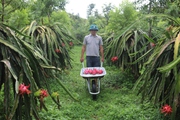Hành trình đem giống cây đặc sản ở Bình Thuận về "chinh phục" đất Lào Cai