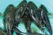 Giá 500.000 đồng/kg, trước chả ai biết giờ là đặc sản được săn lùng, hóa ra là loại cá này
