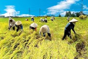 Xuất khẩu gạo Việt Nam vượt Thái Lan