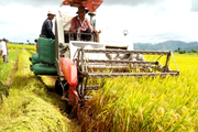 Thừa Thiên- Huế được mùa kỷ lục vụ lúa hè thu với năng suất ước đạt tới 59 tạ/ha