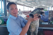 "Đánh liều" nuôi con đặc sản ham ăn cá, chuối chín, một anh nông dân ở Long An lãi nửa tỷ