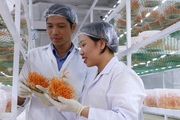 Nuôi cấy thành công đông trùng hạ thảo tại Lâm Đồng, trai Đà Lạt tự trả lương cao cả tỷ đồng/năm