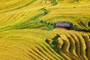 Không phải Mù Cang Chải, Hoàng Su Phì, "mùa vàng" ở nơi này mới là siêu phẩm