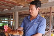Vùng đất này của Thái Bình, nông dân có bí quyết gì mà giúp hợp tác xã nào cũng thu cả 4-5 tỷ đồng/năm