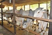 Tây Ninh: Giá trâu, bò giảm, nông dân than lỗ mà ngoài chợ thì giá thịt trâu, bò vẫn neo cao