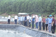 Quảng Ninh: Nuôi tôm theo chuỗi giá trị, nông dân có tiếng nói khi đàm phán đầu vào - đầu ra