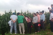 Lưu ý khi thâm canh ngô nếp vụ xuân