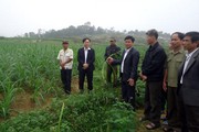 Lồng ghép dự án, hỗ trợ  tối đa cho nông dân