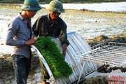 Nghệ An: Sản xuất mạ khay và cấy bằng máy