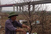 Chủ vườn tất bật chuẩn bị chăm sóc cho vụ đào năm mới