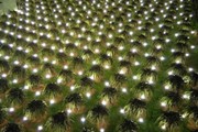 Chong hàng nghìn bóng đèn để bắt thanh long ra hoa trái vụ