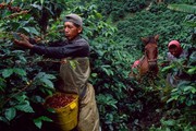 Nông dân Nam Mỹ chủ yếu trồng cà phê Arabica, đổ xô sang Robusta