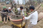 Chào "thượng đế", đào cổ thụ về vườn được chăm sóc thế nào?