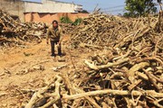 Bao giờ cà phê hết là "trái đắng" (Bài 2): Nút thắt lớn từ tái canh