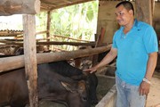 Trồng cỏ nuôi con uống nước lã, mỗi năm kiếm đôi trăm triệu đồng