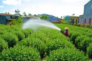 Cúc pha lê nở đẹp đúng tết, đắt hàng, dân Gia Lai có tiền tươi
