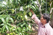 Khánh Hoà: Lan tỏa mô hình du lịch nông nghiệp