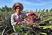 Vùng đất trồng khóm phụng, khóm son, bán 1 trái giá 200 ngàn