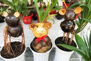 Hotboy Bến Tre biến dừa khô ra bonsai chuột bán Tết đắt khách